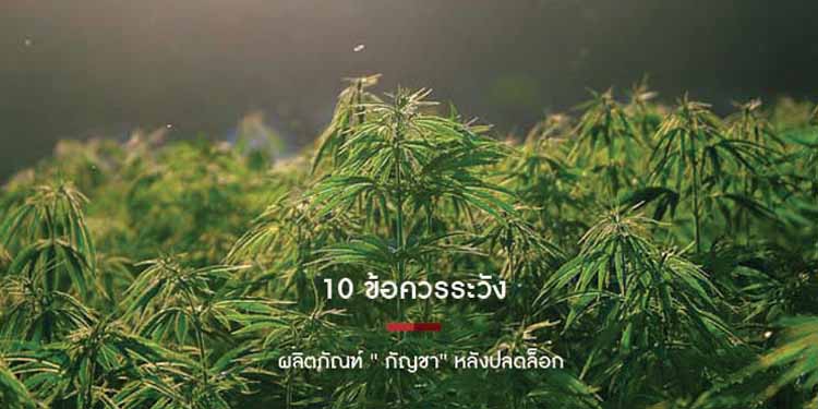 10 ข้อควรระวังใช้ผลิตภัณฑ์ ' กัญชา' หลังปลดล็อก